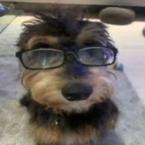 Meet your Posher, Andre